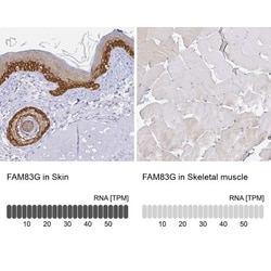 FAM83G Antibody, Novus Biologicals 25 &mu;L, Unlabeled:Antibodies, Polyclonal